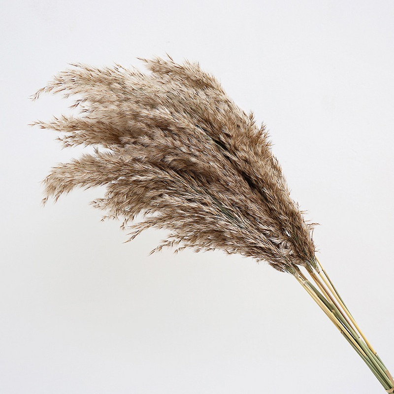 10 шт. разноцветных натуральны – обзор и цена Pampas Grass Decor
